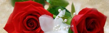 rosen_425x130